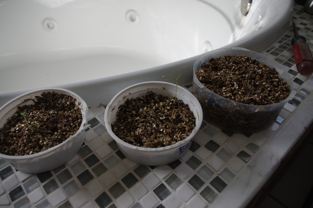 Pepper seeds in vermiculite.